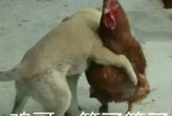 福清鸡哥爆料视频大全,揭秘幕后真相与精彩瞬间